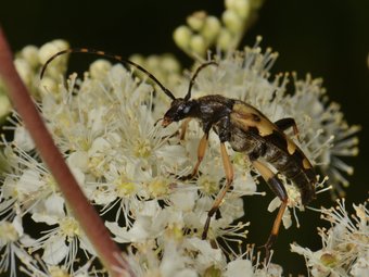 Veel boktorren uit de familie Lepturinae bezoeken bloemen en zijn relatief makkelijk vast te stellen (E. van Asseldonk)